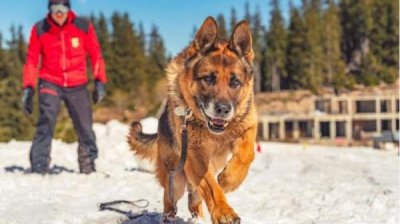 В Банско проводится Международный курс подготовки собак-спасателей