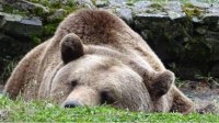 7 из 17 медведей в Белице впали в спячку