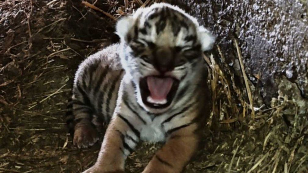 Первого бенгальского тигренка, родившегося в Болгарии, показали публике