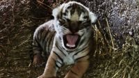Первого бенгальского тигренка, родившегося в Болгарии, показали публике