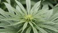 В центре Софии обнаружили теплицу для выращивания конопли