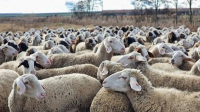 БАБПП обсудило с ЕК меры по превенции заболеваний мелких жвачных животных