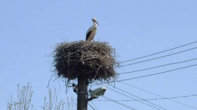 Птицы и электрические столбы &ndash; попытки мирного сожительства