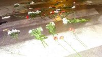 Очередное убийство на пешеходном переходе в Софии