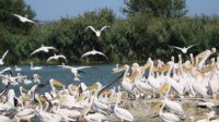 Болгария снова организует Европейские дни птиц