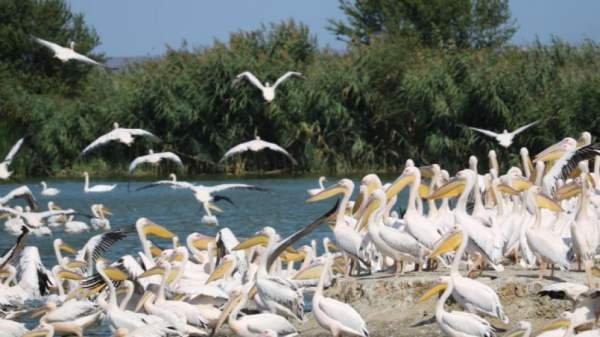 Болгария снова организует Европейские дни птиц