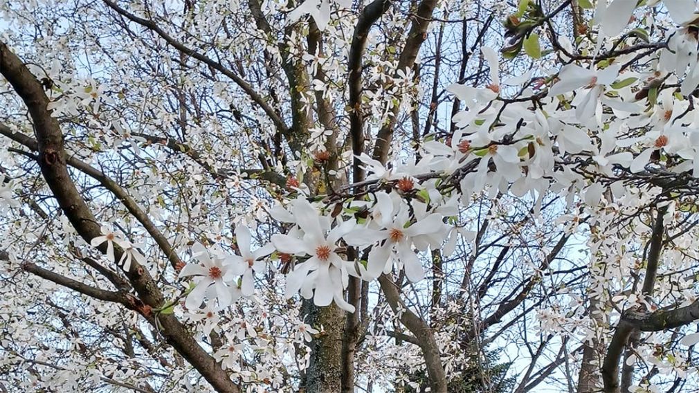 Ботанический сад в Софии приглашает на "Весенние встречи с растениями"