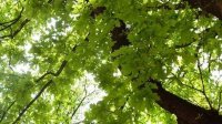 Оригинальная болгарская методика восстановления лесов, входящих в международную сеть “Натура 2000”