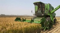 Производители зерна требуют встречи с министром сельского хозяйства из-за украинской пшеницы