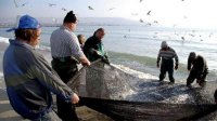 Ученые: В Черном море значительно сокращается популяция рыбы