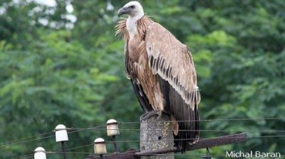 Любопытные случаи из повседневной жизни болгарских экологов