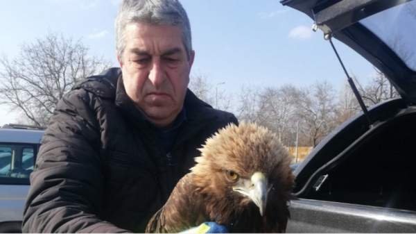 В Пловдивском районе спасли беркута