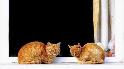 Фотоконкурс &ldquo;Мы похожи&rdquo; &ndash; про людей и зверей