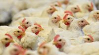 Очагов гриппа птиц уже 26, уничтожено более 100 000 птиц
