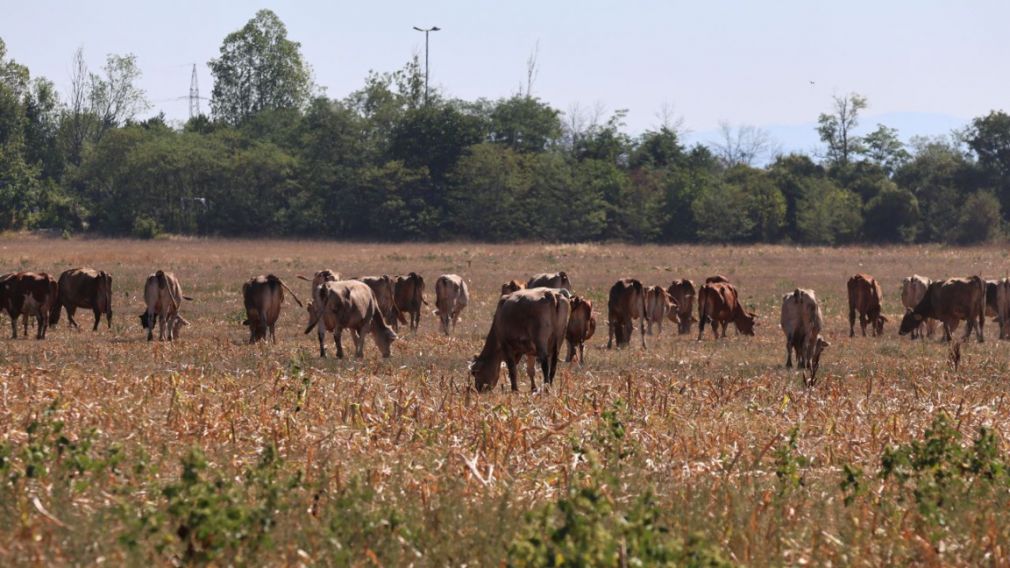 Животноводческих хозяйств в Болгарии становится все меньше и меньше