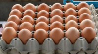 Птицеводы потребовали запрета на импорт украинских яиц
