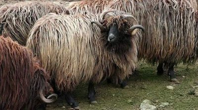 Каракачанская овца &ndash; прародитель своих европейских потомков