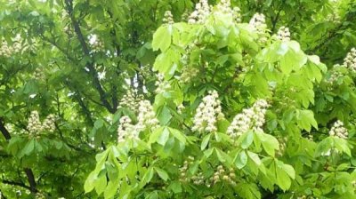 Чтобы &laquo;цвели в суматохе каштаны&raquo;