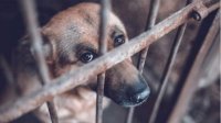 Евродепутат Емил Радев организует международную конференцию против жестокого обращения с животными