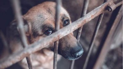 Евродепутат Емил Радев организует международную конференцию против жестокого обращения с животными