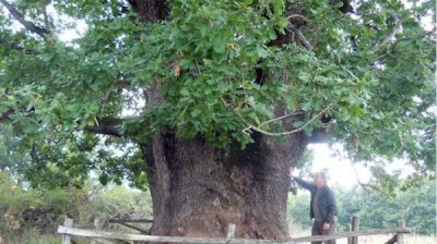 Пять вековых деревьев в парке "Странджа" получат статус охраняемых
