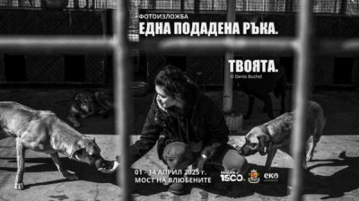 &quot;Рука помощи. Твоя&quot; – фотовыставка о жизни бездомных собак
