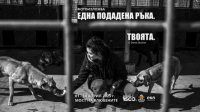 "Рука помощи. Твоя" – фотовыставка о жизни бездомных собак
