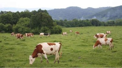 Животноводы опасаются банкротства, государство обещает финансовую помощь