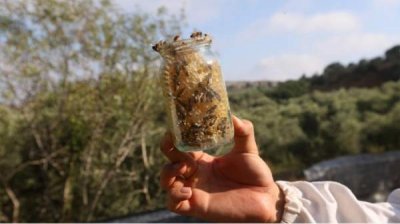 Пчеловодство &ndash; бесценный фактор для здоровья, но не сектор с приоритетом для государства