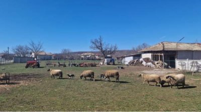 Продлили меры против оспы овец и коз в Пловдивской области