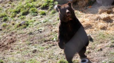 "Медведь в контексте экотуризма" - тема встречи в Смоляне