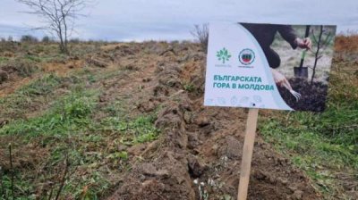 В Молдове появился "болгарский лес"