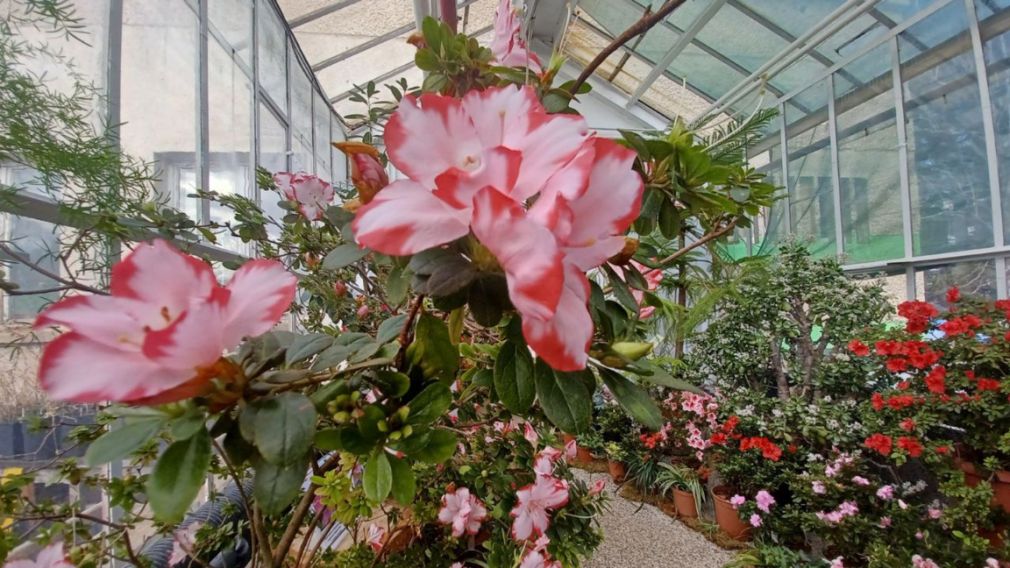 В зеленом оазисе зимней Софии - Ботанический сад Болгарской академии наук