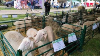 Национальный слет овцеводов у г. Лясковец привлекает посетителей со всей страны