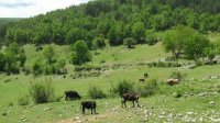 Биопродукты не входят в число приоритетов болгарских производителей