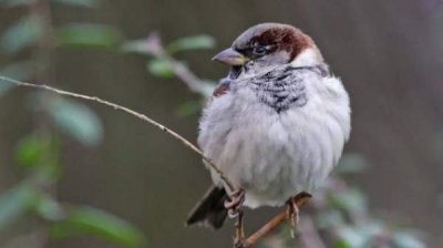 В Болгарии снова подсчитают воробьев