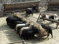 Академия пастухов сохраняет местные породы овец