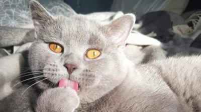 Кот Румен &ndash; блогер, благотворитель и виртуальный шаман