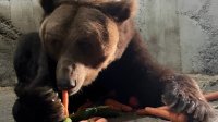 Медведь Явор начинает новую жизнь в Белице после 14 лет за бетонными стенами