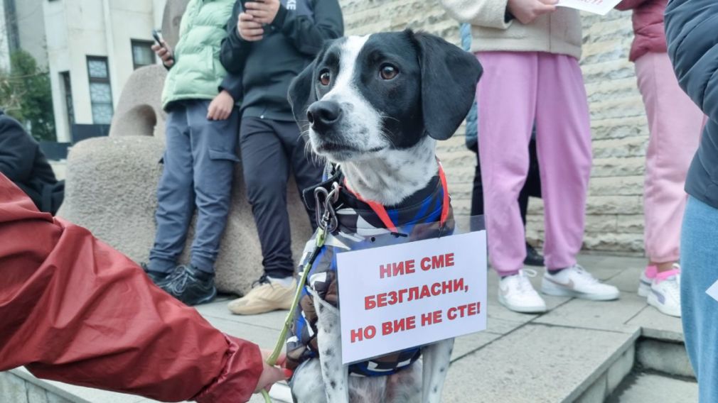 Идея создания Агентства по защите животных набирает общественную поддер