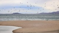 Желтый код угрозы сильного ветра по всей стране за исключением Кюстендила и Перника