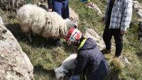 Альпинисты спасли двух овец, оказавшихся в бедственном положении