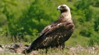 Королевский орел возвращается в болгарское небо