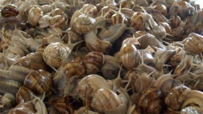 Производство улиток в Болгарии &ndash; возможность успешного бизнеса в условиях экономического криза