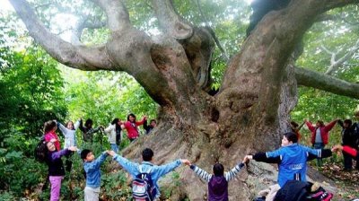 Платан из с. Гырмен может стать &ldquo;Европейским деревом года&rdquo;