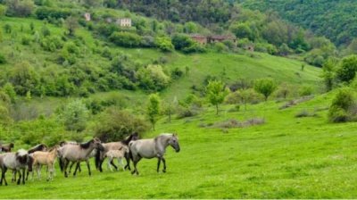 Rewilding или как восстанавливается дикий мир Восточных Родоп