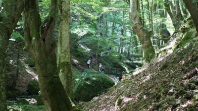 2011 год &ndash; Международный год лесов