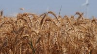 Ожидается хороший зерновой урожай, останется пшеница и на экспорт