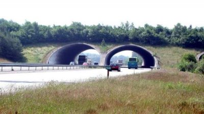 Магистрали все чаще &ldquo;дают дорогу&rdquo; биоразнообразию