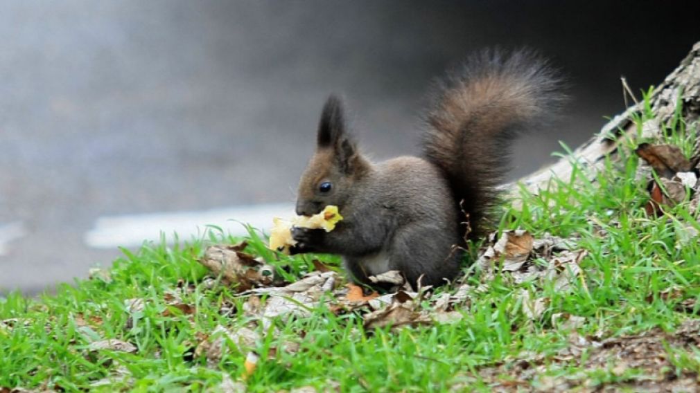 В столичном районе &laquo;Изгрев&raquo; белки являются наиболее защищенными